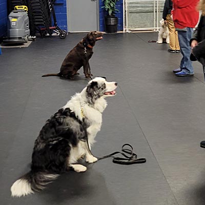 Obedience Dog Training