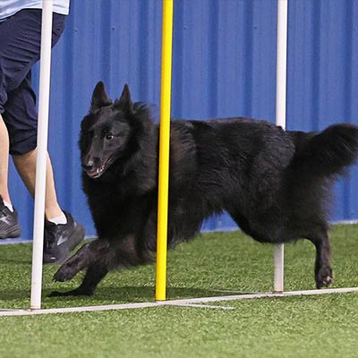 Agility Dog Training