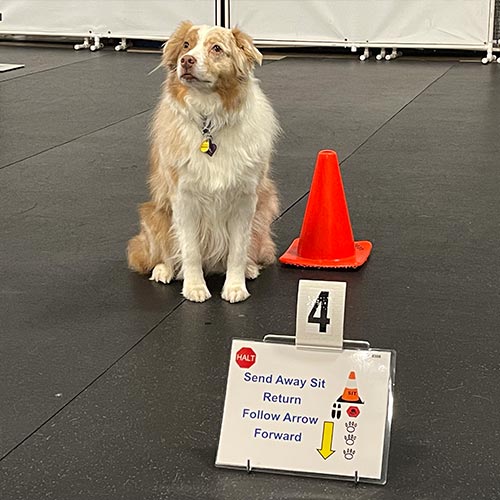 Advanced Rally Dog Training Classes