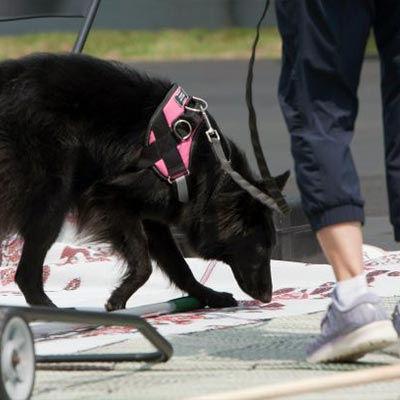 Scent Work and Nose Work Dog Training