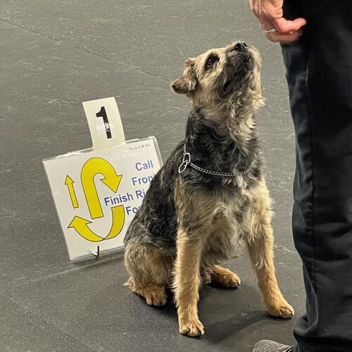 Intermediate Rally Dog Training Classes